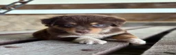 Australian Shepherd dogs for sale: Aspen - Ad 10
