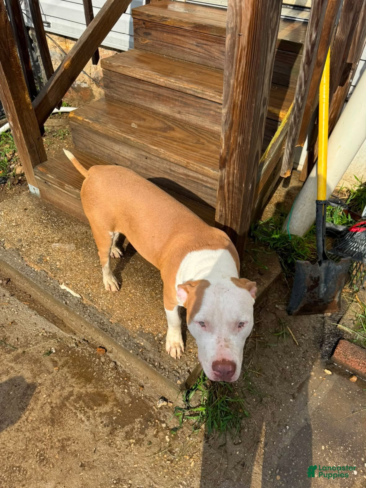 American Pit Bull Terrier dogs Kuma - Ad 2