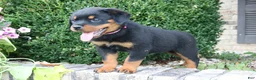 Rottweiler dogs for sale: Lala - Ad 6
