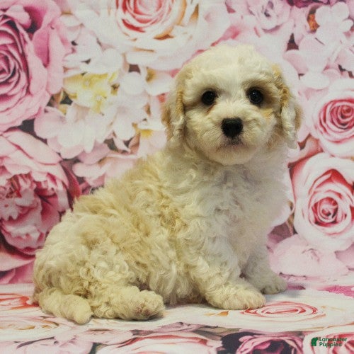 Cavapoo dogs Damon - Ad 1