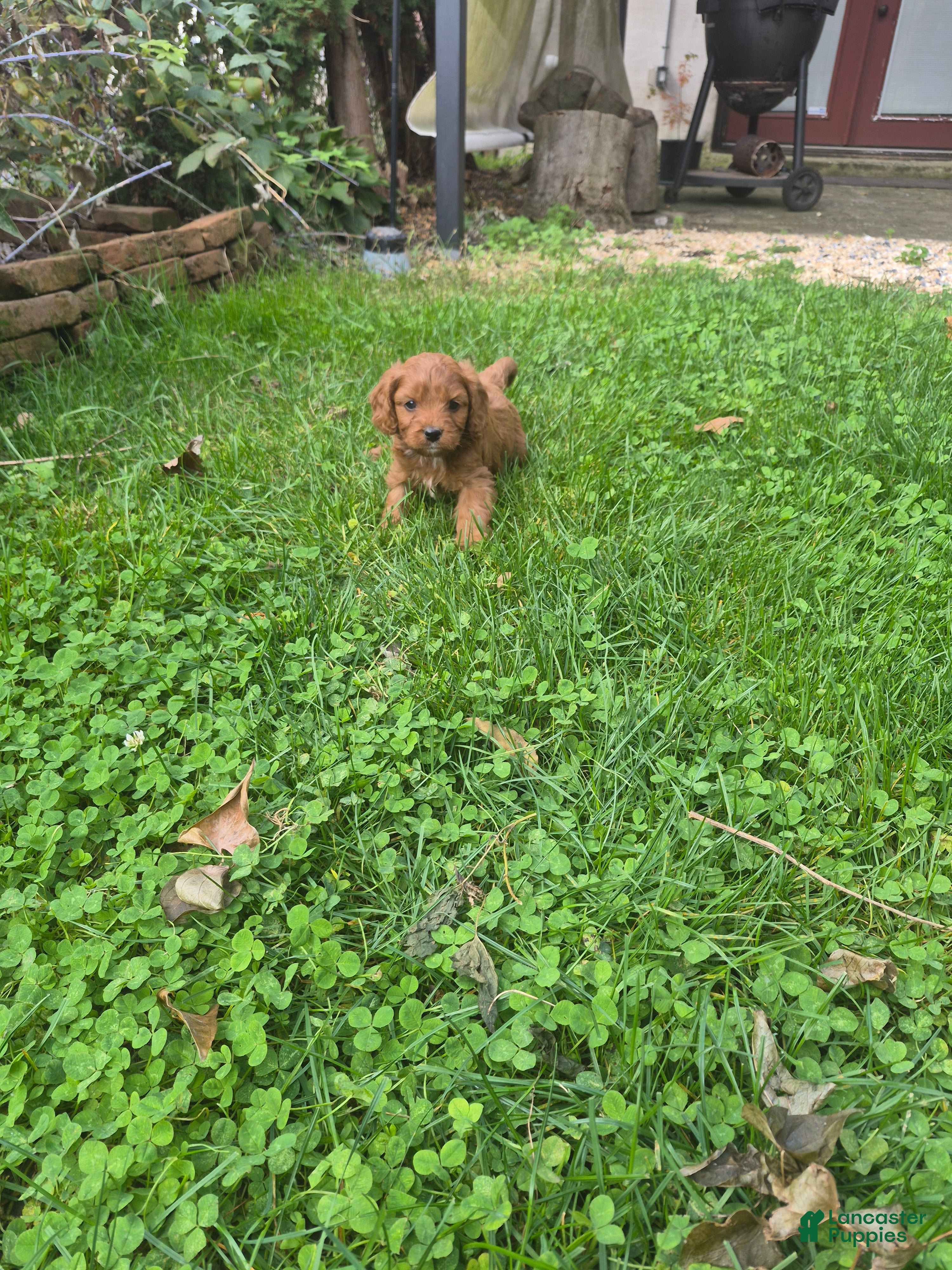 Cavapoo dogs for sale: Littlefoot - Ad 2