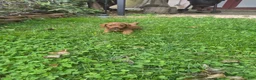 Cavapoo dogs for sale: Littlefoot - Ad 2