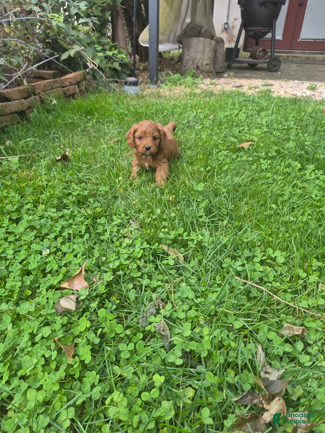 Cavapoo dogs for sale: Littlefoot - Ad 2
