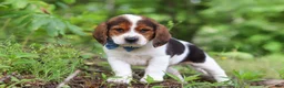 Beagle dogs for sale: Crew - Ad 6