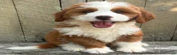 Mini Bernedoodle dogs for sale: ❤️BOSTON MASSACHUSETTS AREA❤️RARE DARK RED AND WHITE TUXEDO❤️MINI BERNEDOODLE GIRL❤️ - Ad 6