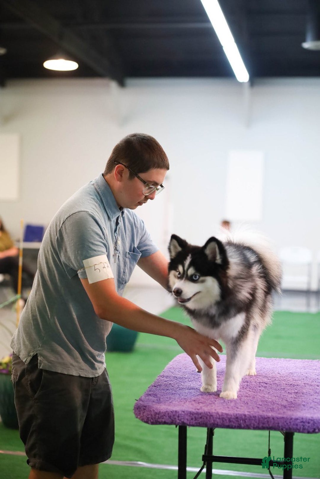 Pomsky dogs for sale: Lumi - Ad 20