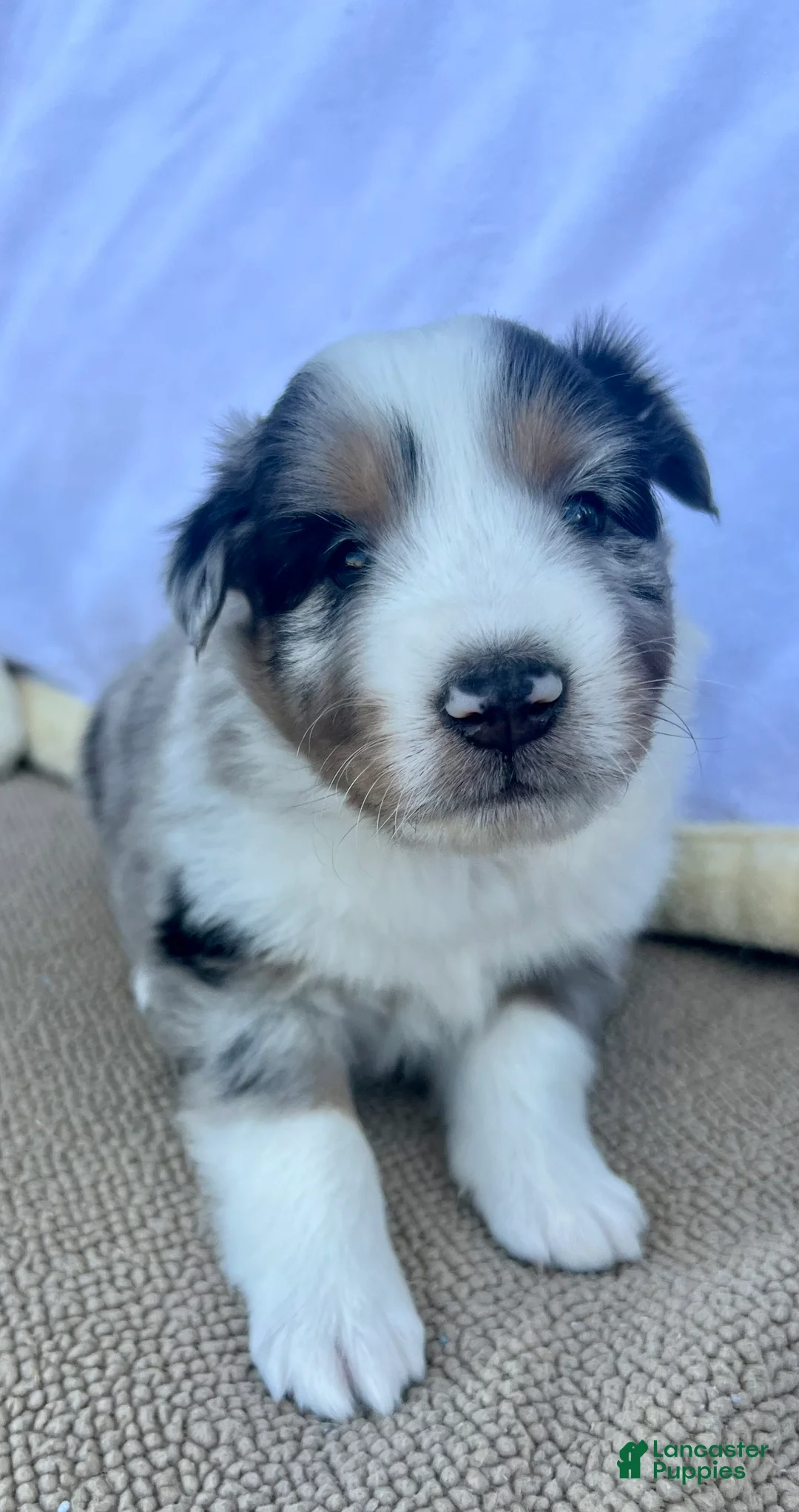 Shetland Sheepdog dogs for sale: Dolly - Ad 2