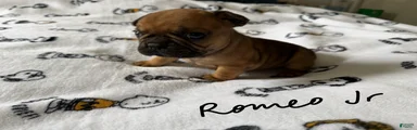Romeo junior