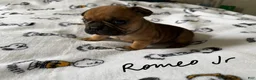 French Bulldog dogs for sale: Romeo junior - Ad 1