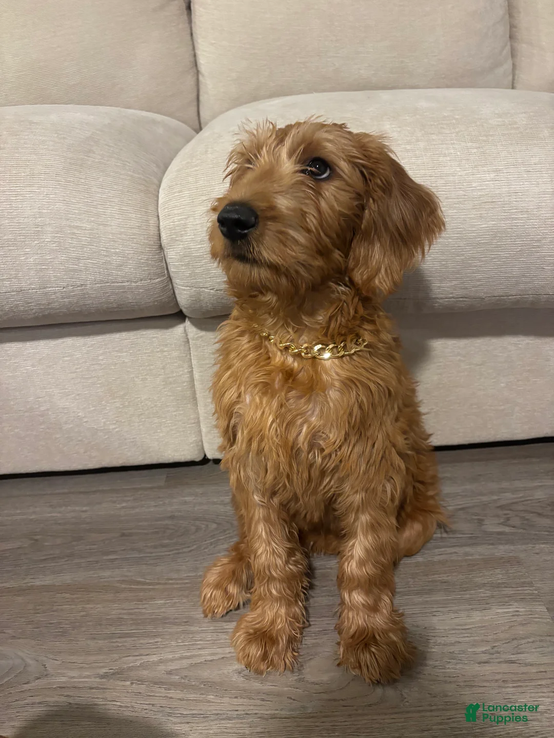 Labradoodle dogs for sale: Standard Poodle Puppy 1 - Ad 2
