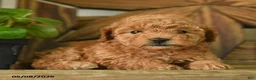 Toy Poodle dogs for sale: Petunia - Ad 3