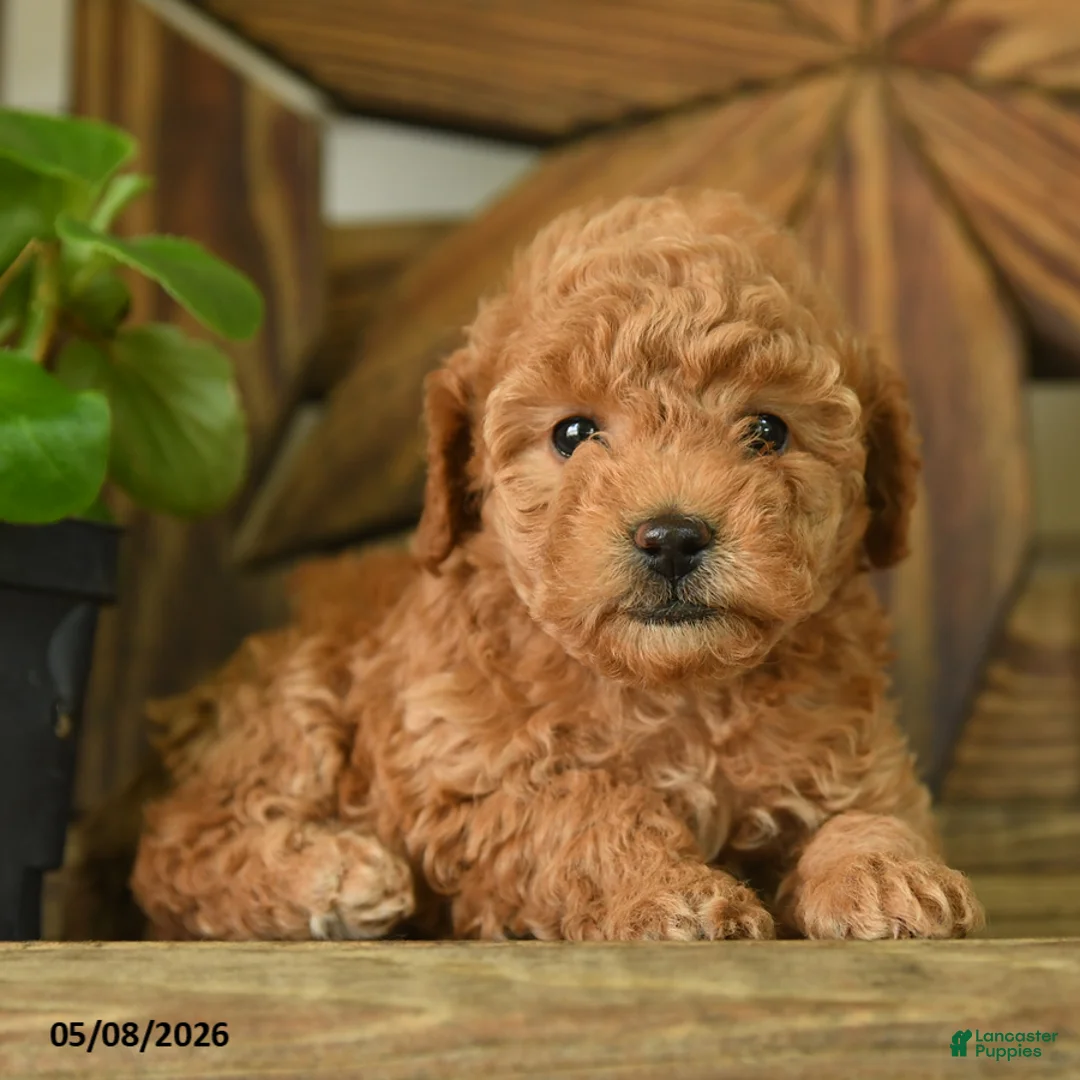 Toy Poodle dogs for sale: Petunia - Ad 3
