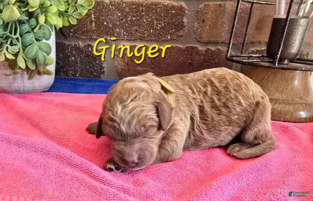 Goldendoodle dogs for sale: Mini Goldendoodle 6 - Ad 1