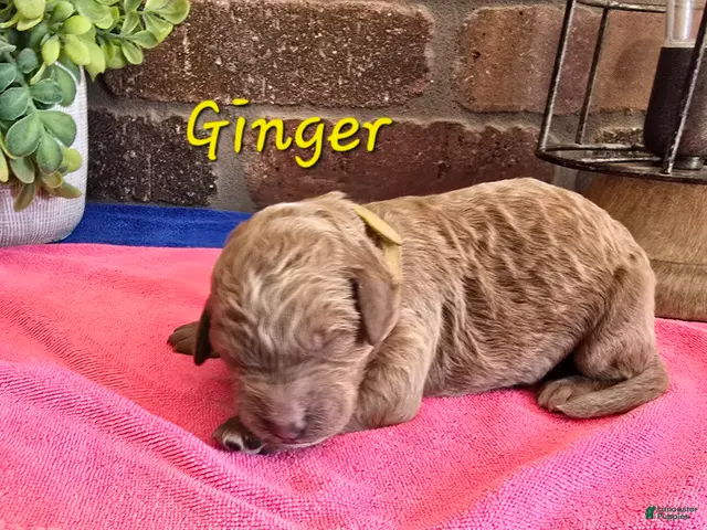 Goldendoodle dogs Mini Goldendoodle 6 - Ad 10