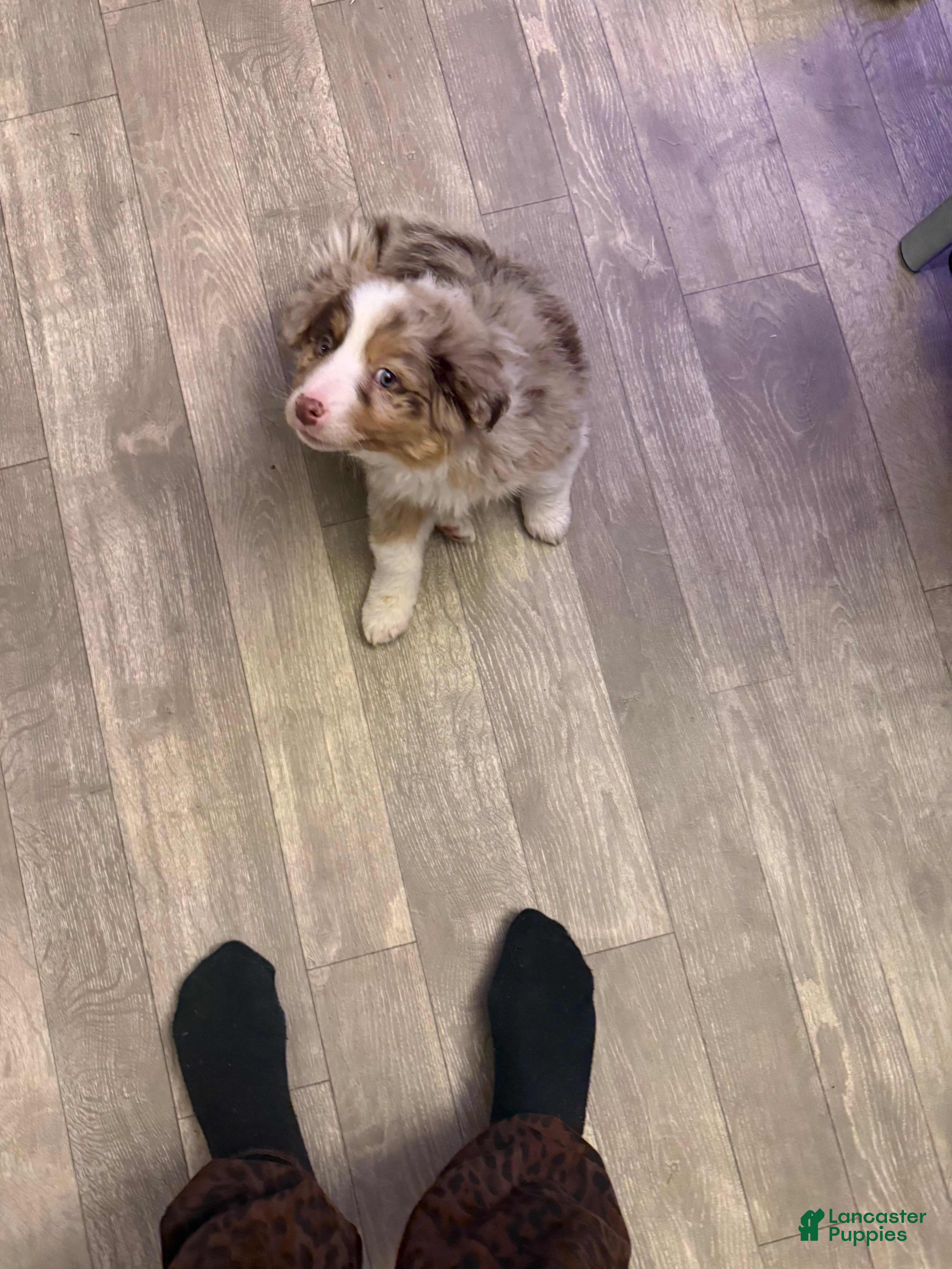 Miniature Australian Shepherd dogs Miniature Australian Shepherd - 6 months old - Ad 2