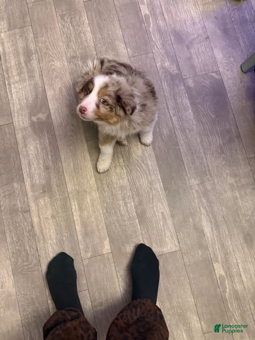 Miniature Australian Shepherd dogs for sale: Miniature Australian Shepherd - 6 months old - Ad 2