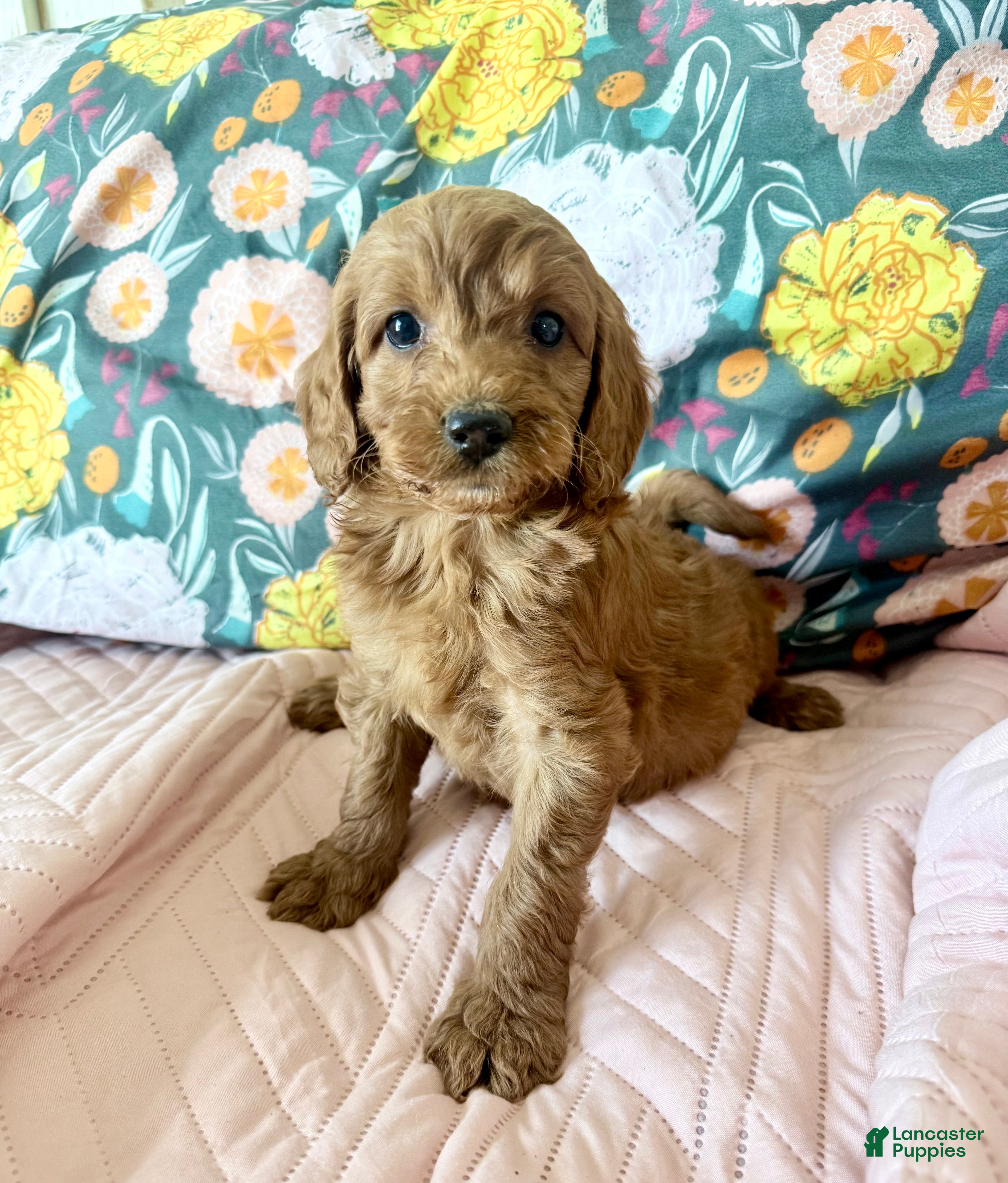 Irish Doodle dogs Irish Doodle Puppy 5 - Ad 5