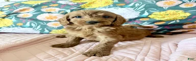 Irish Doodle Puppy 5