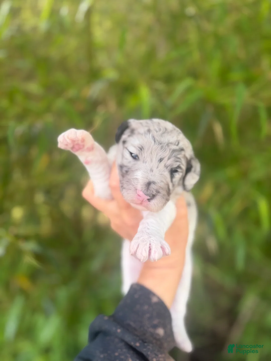 Aussiedoodle dogs for sale: Aussiedoodle Puppy 4 - Ad 1