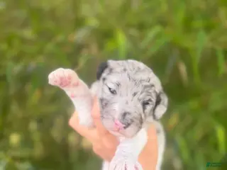 Aussiedoodle dogs Aussiedoodle Puppy 4 - Ad 23