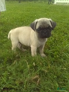 Pug dogs Zoey - Ad 35