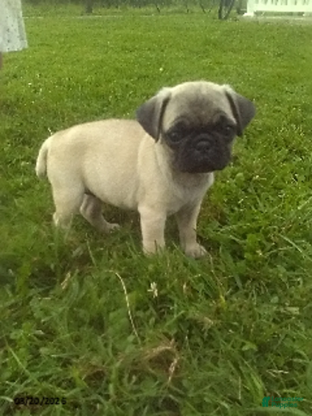 Pug dogs for sale: Zoey - Ad 1