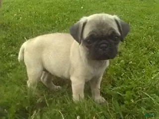 Pug dogs Zoey - Ad 35
