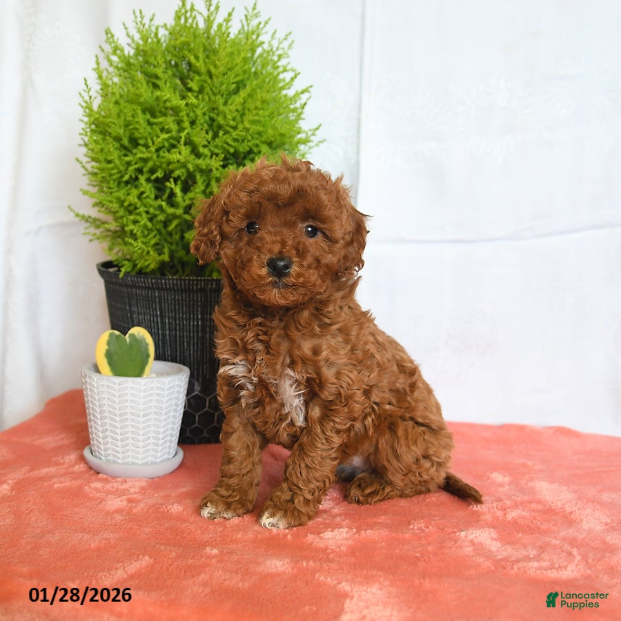 Mini Goldendoodle dogs for sale: Hazel - Ad 3