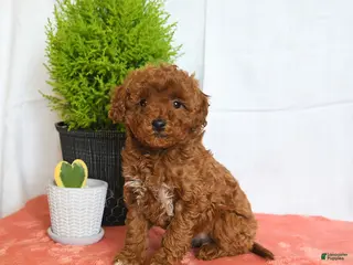Mini Goldendoodle dogs for sale: Hazel - Ad 3