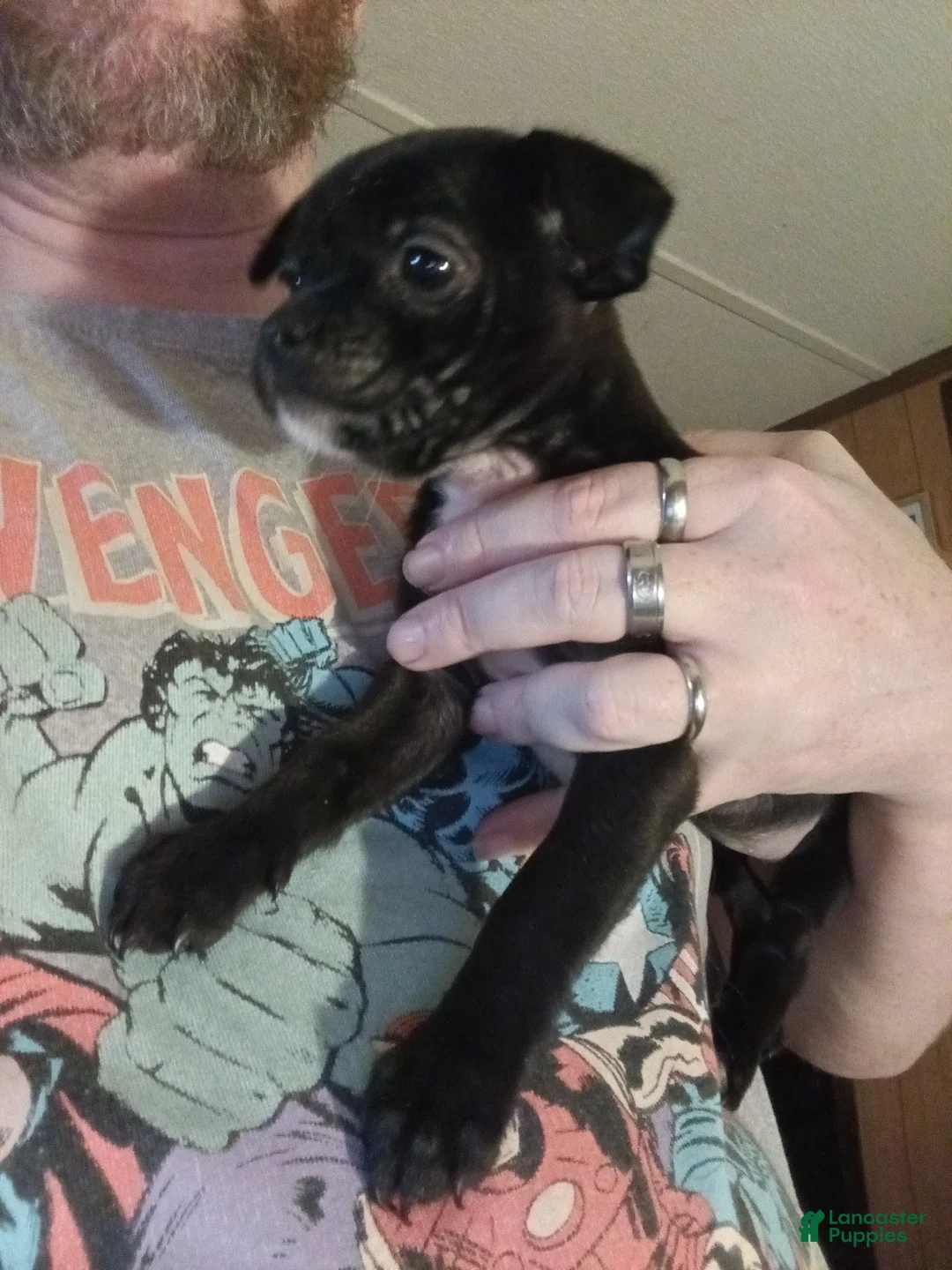 Mixed Breed dogs for sale: Mixed Breed Puppy 1 - Ad 2