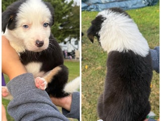 Mixed Breed dogs - Ad 30