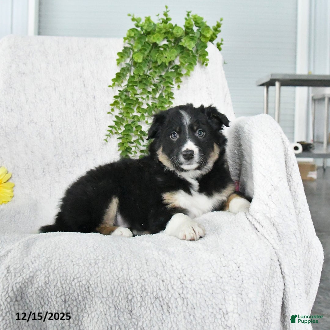 Border Collie dogs for sale: Lassie - Ad 1