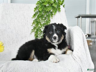 Border Collie dogs Lassie - Ad 32
