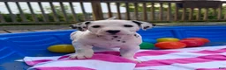 Dalmatian dogs for sale: Dalmatian 9 - Ad 12