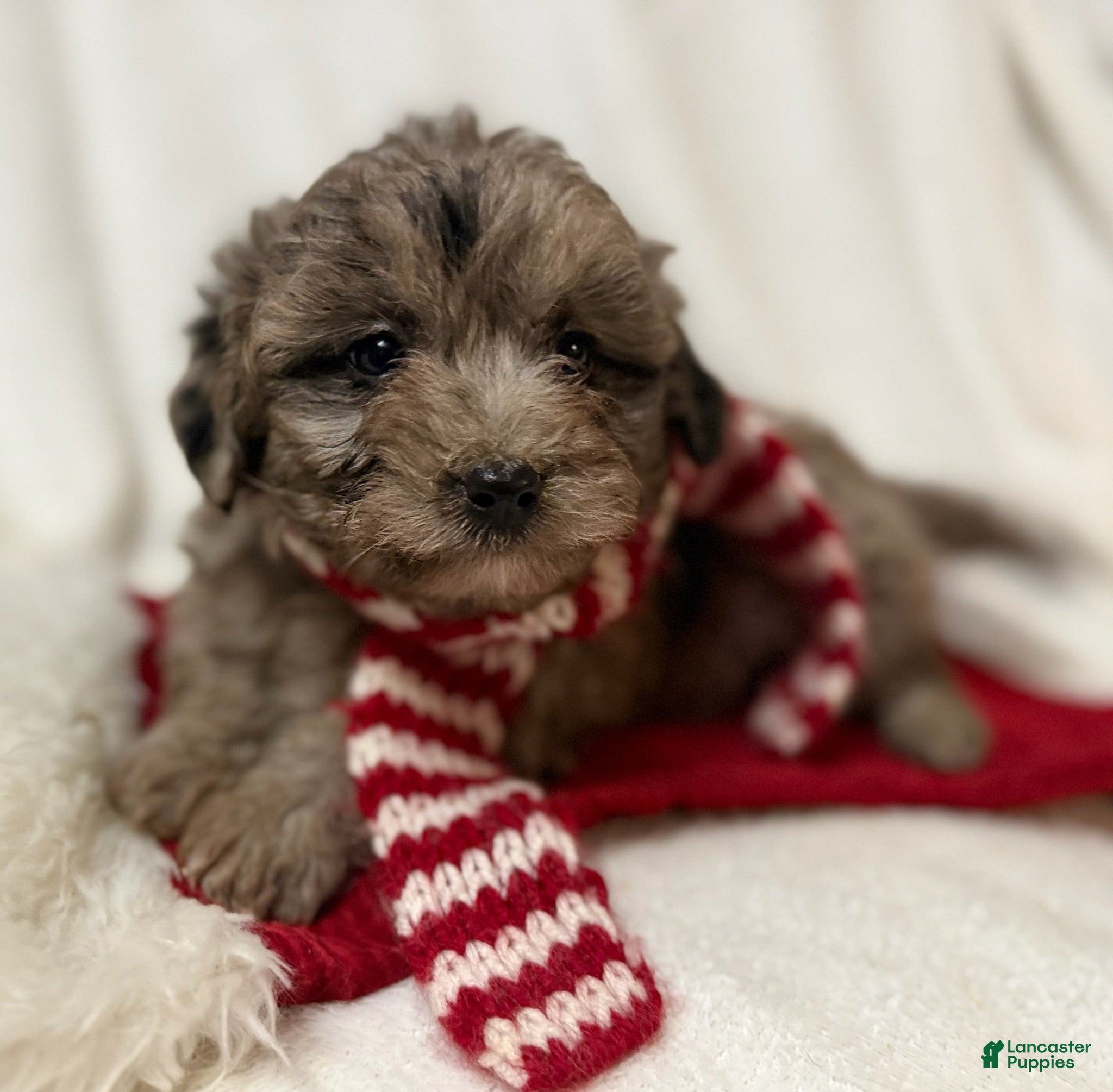 Mini Aussiedoodle dogs Jax - Ad 41