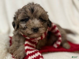 Mini Aussiedoodle dogs Jax - Ad 41
