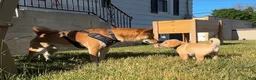 Mixed Breed dogs for sale: Tertia - Ad 6