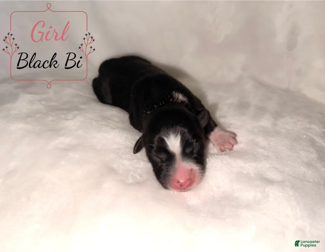 Australian Shepherd dogs for sale: Bee - Ad 2