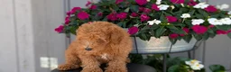 Toy Poodle dogs for sale: Tommy - Ad 3
