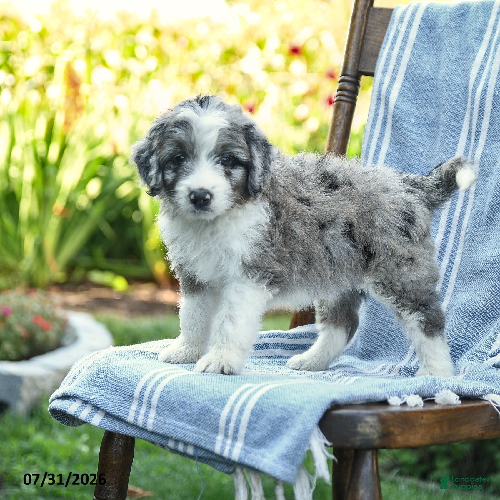 Mini Aussiedoodle dogs Alex - Ad 1