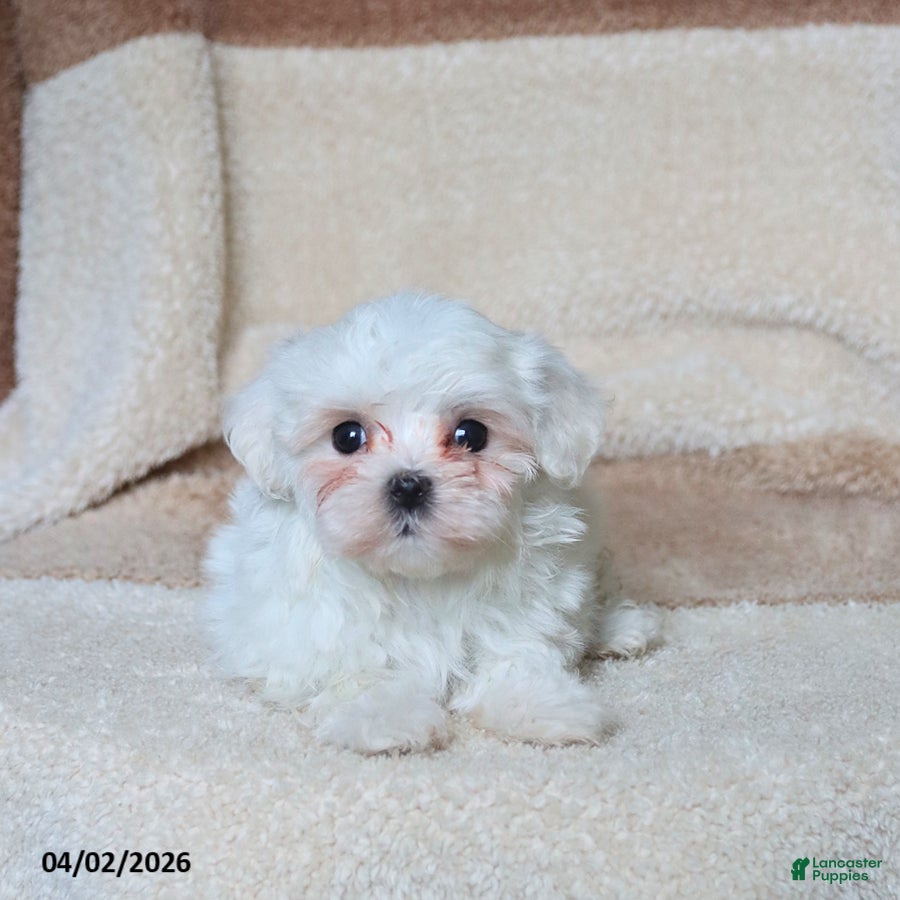 Maltese dogs Snowball - Ad 1