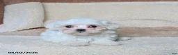 Maltese dogs for sale: Snowball - Ad 1