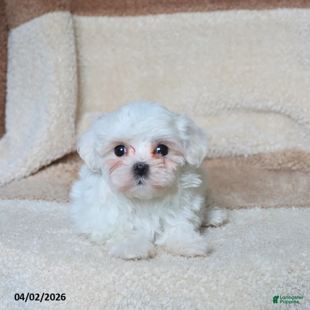 Maltese dogs for sale: Snowball - Ad 1