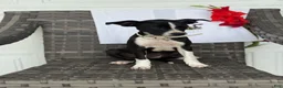 Mixed Breed dogs for sale: Gracey - Ad 2