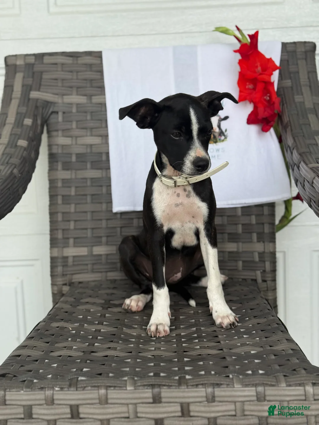 Mixed Breed dogs for sale: Gracey - Ad 2