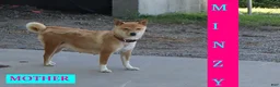 Shiba Inu dogs for sale: Blayne - Ad 7