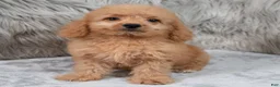 Mini Goldendoodle dogs for sale: Ranger ID: 3859 - Ad 7