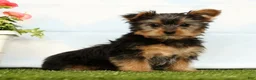 Yorkshire Terrier dogs for sale: Jasper - Ad 5