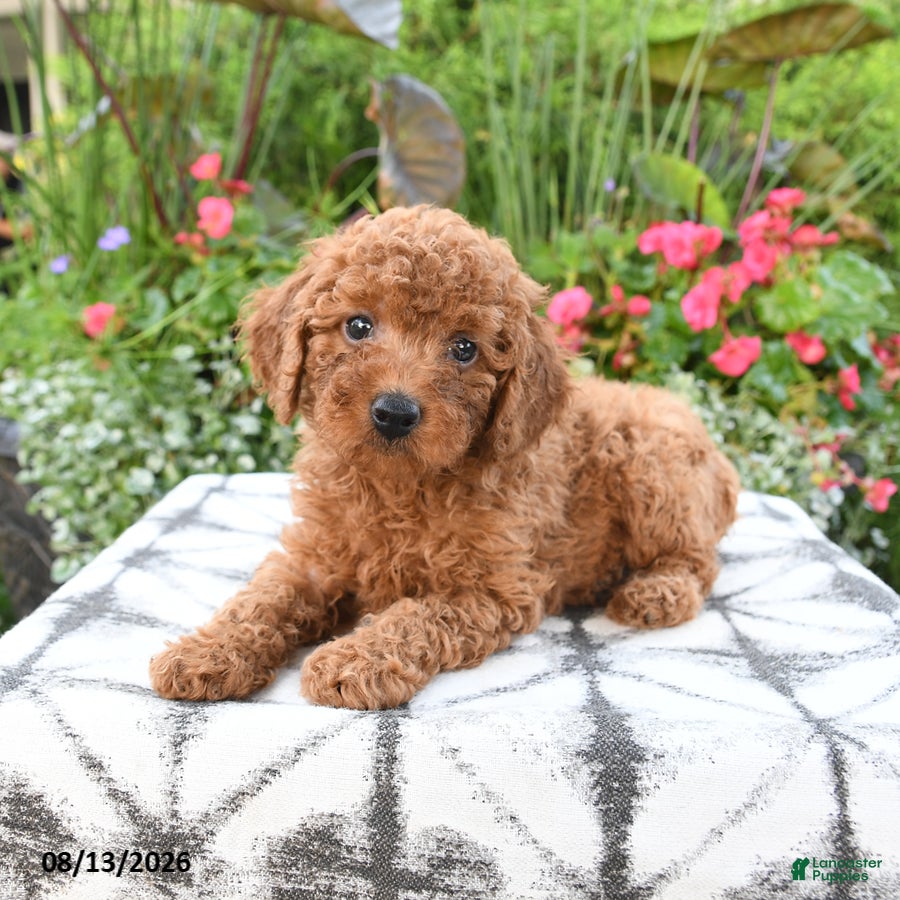 Toy Poodle dogs Rose - Ad 1