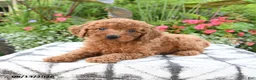 Toy Poodle dogs for sale: Rose - Ad 1